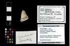 Foto (Objekt + Etikett) von Goniodromites sp.  (NHMW-GEO-2014-0194-0981)